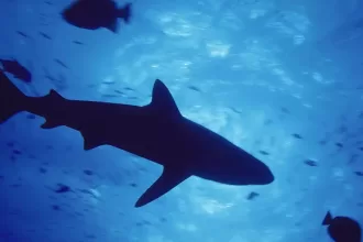 Shark attack in Egyptian Red Sea resort