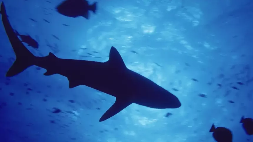 Shark attack in Egyptian Red Sea resort